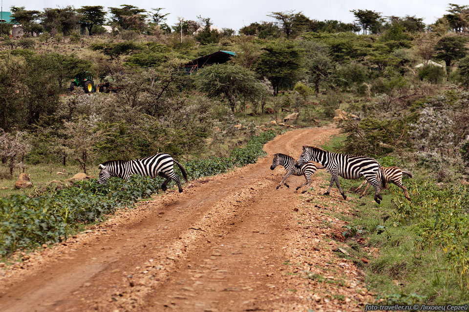Зебры перебегают дорогу