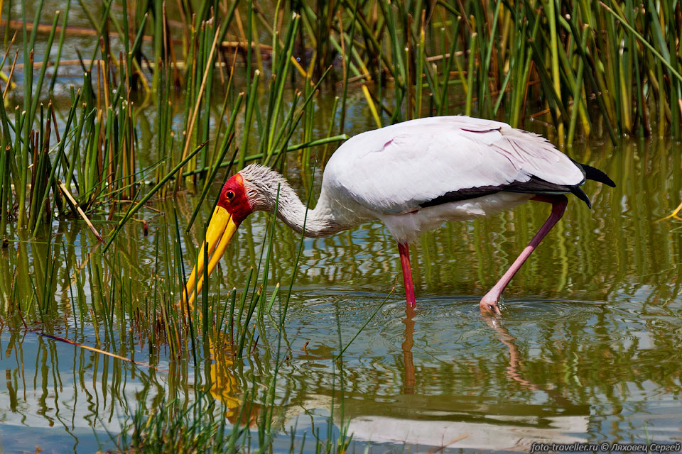 Африканский клювач, Желтоклювый клювач (Mycteria ibis,
Yellow-billed Stork) относится к семейству аистовых