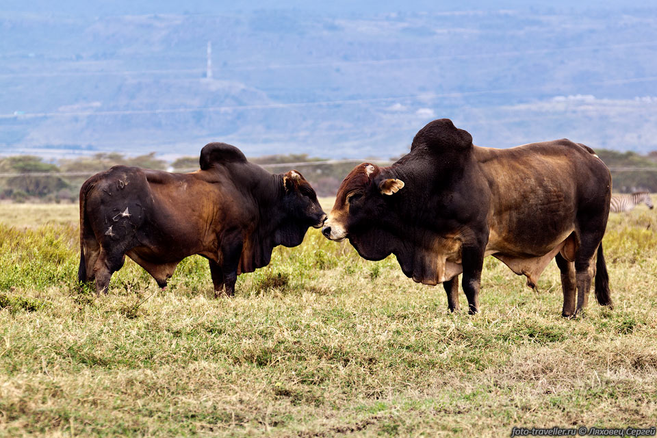 Зебу (Bos taurus indicus) - подвид дикого быка.
От обычной коровы зебу отличается наличием большого горба и кожными складками между 
ногами.