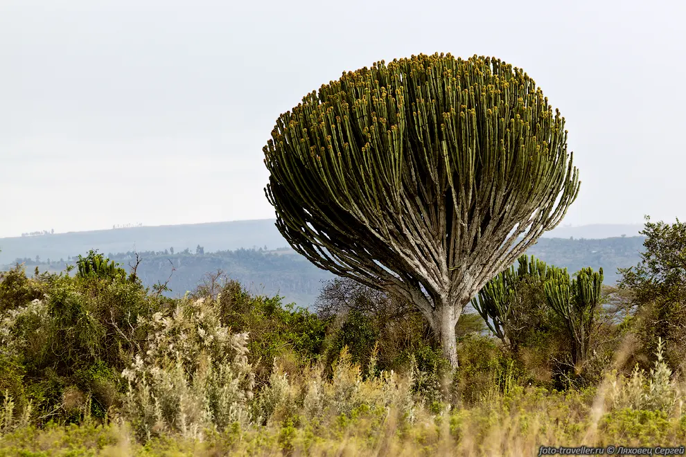 Похоже на дерево молочая канделябрового (Euphorbia candelabrum)