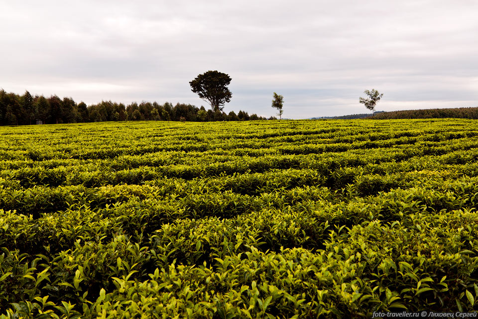 Чайные плантации находятся в районе города Керичо (Kericho) и 
принадлежат президенту страны