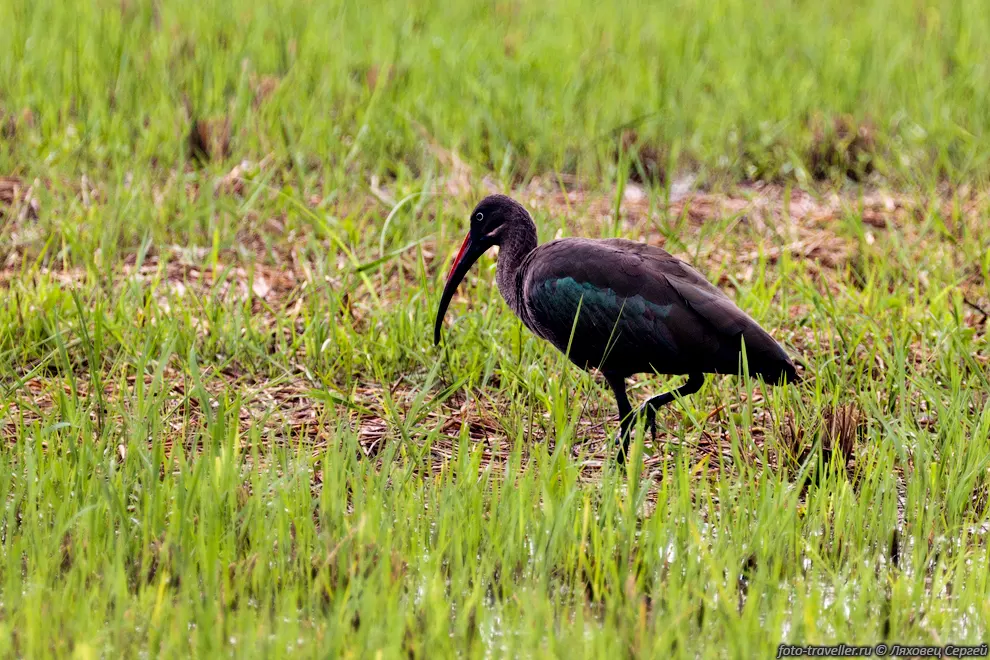 Хагедаш, великолепный ибис (Bostrychia hagedash, Hadada Ibis).
Птица ищет корм, ковыряясь своим клювом в земле.
Питается насекомыми, червями, улитками, саранчой, пауками, и др.