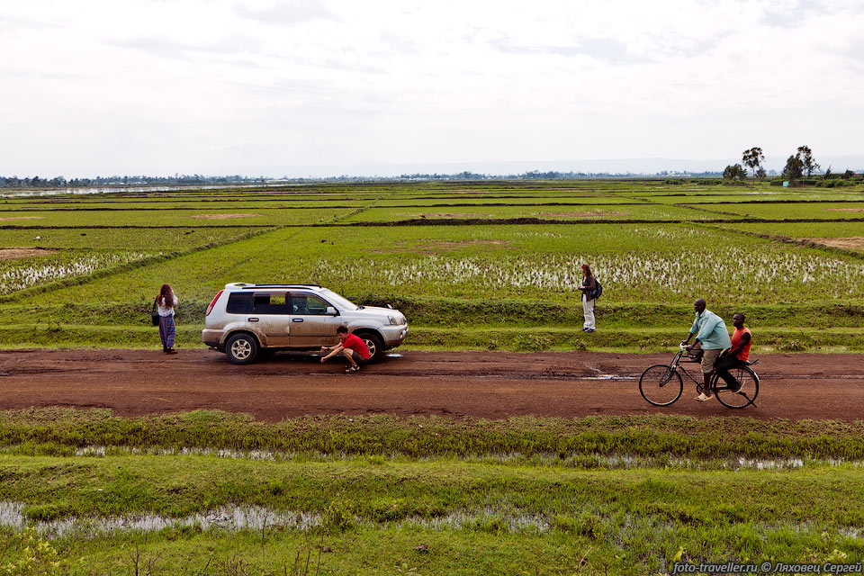 Рисовые поля возле озера Виктория