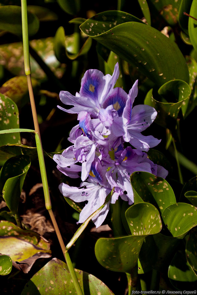 Водяной гиацинт, Эйхорния отличная, Эйхорния красивейшая, Зеленая 
чума (Eichhornia crassipes, Water hyacinth).
В стебле есть воздушная камера, благодаря которой растение держится на плаву.