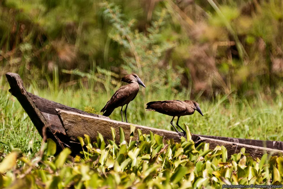 Молотоглав, теневая птица (Scopus umbretta, Hammerkop).
Эти птички строят гнездо несколько месяцев и оно весьма необычно.