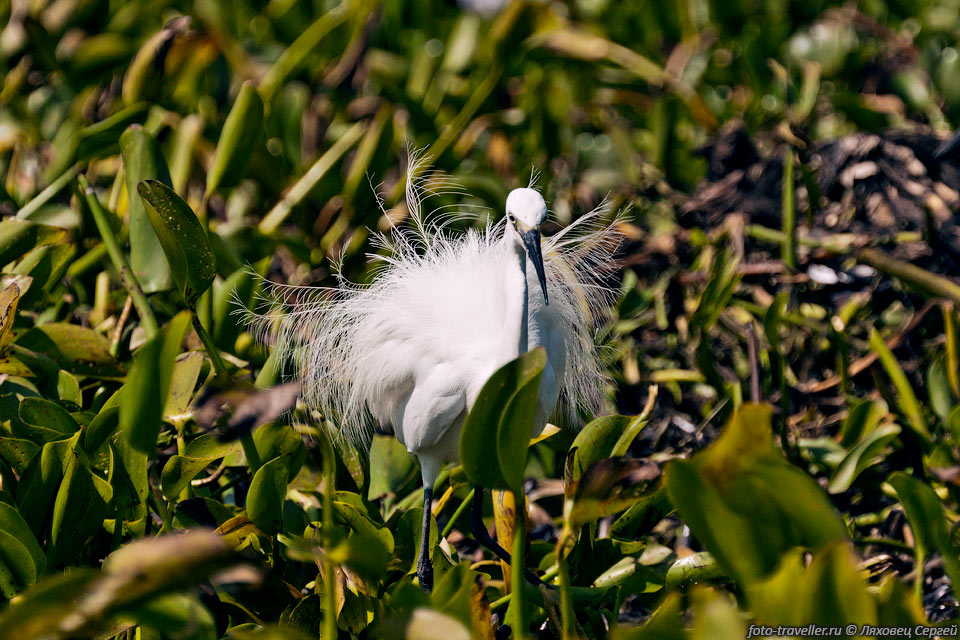 Малая белая цапля, чепура-нужда (Egretta garzetta, Little Egret) 
возле озера Виктория.