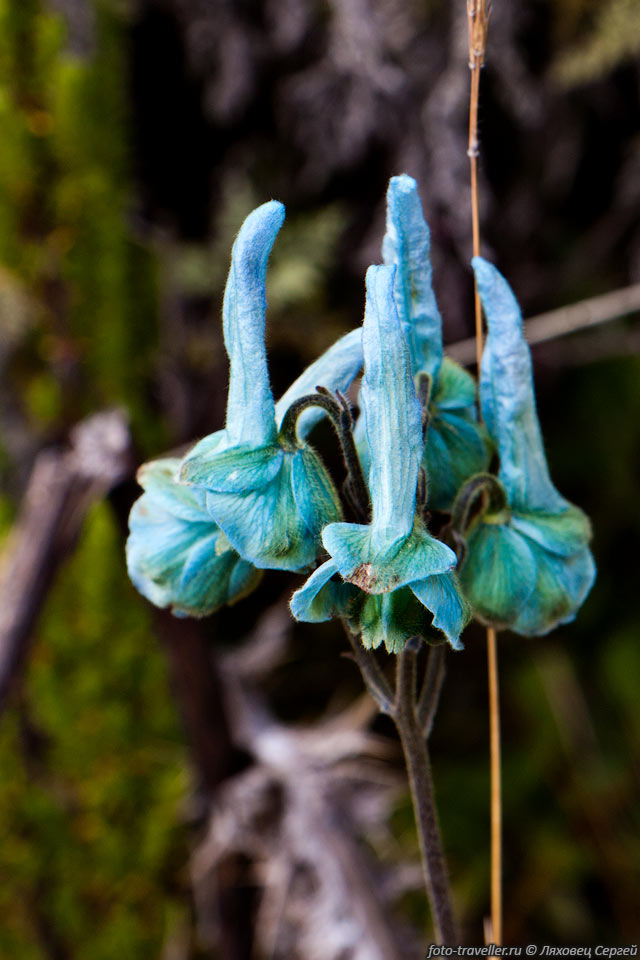 Синий цветок на горе Элгон