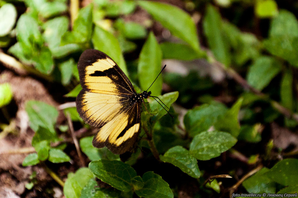 Желтая бабочка.