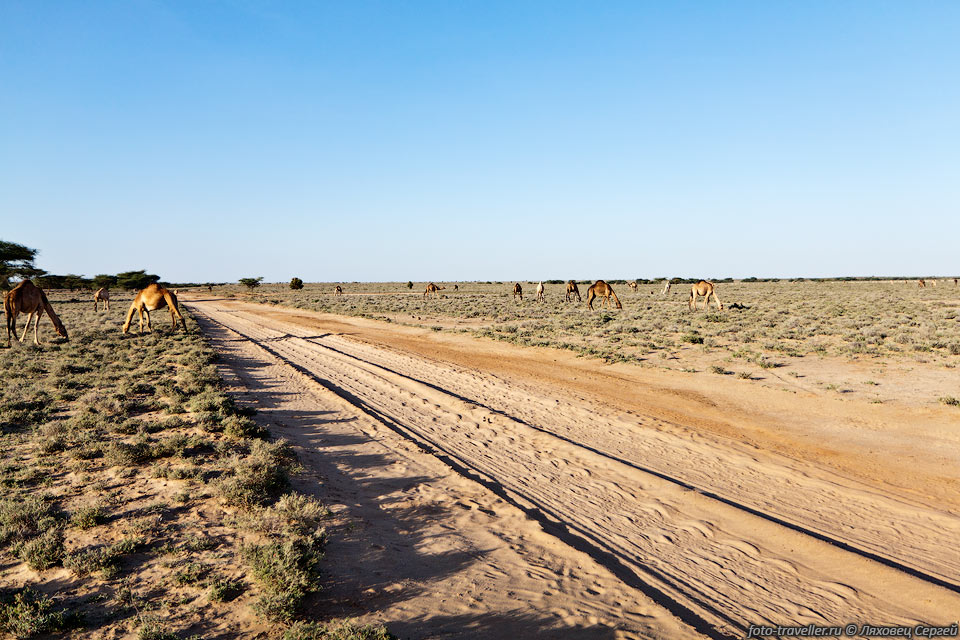 Накатанная колея часто идет по пустыне возле дороги - там меньше 
выбоин