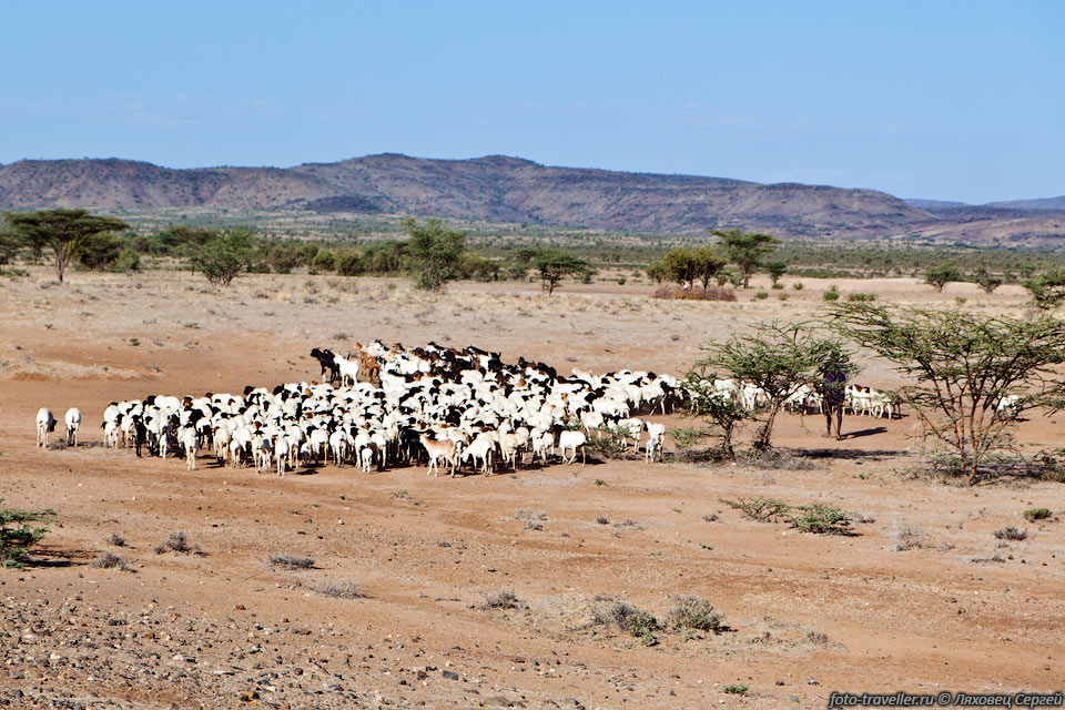 Пастух племени туркана и его стадо коз возле Лодвара.