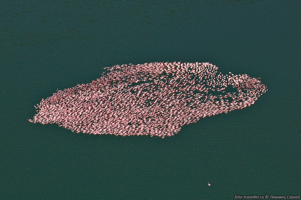 Фламинго рисуют своими телами узоры на воде.
Почему-то тут они довольно пугливые, видимо местные жители охотятся на них.
