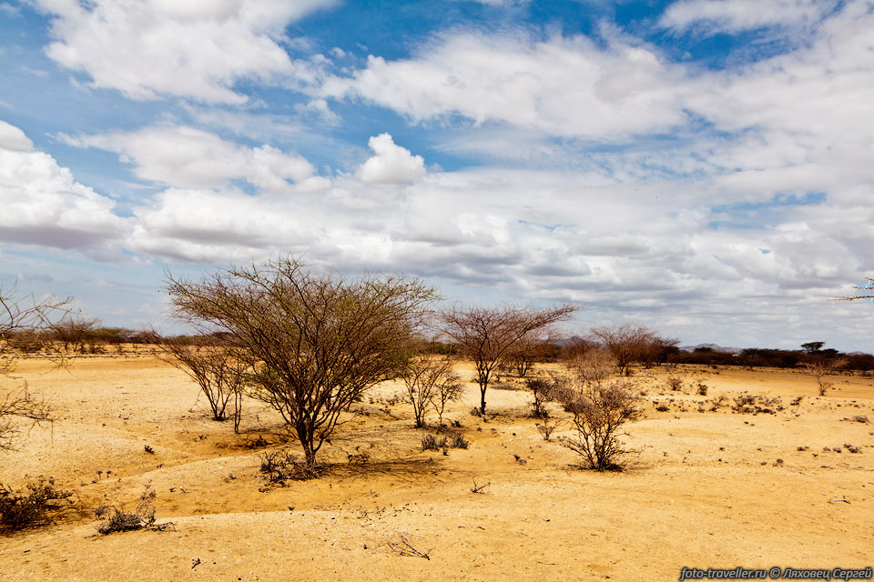 Акации на выжженной земле.
Пустынные пейзажи севера Кении.