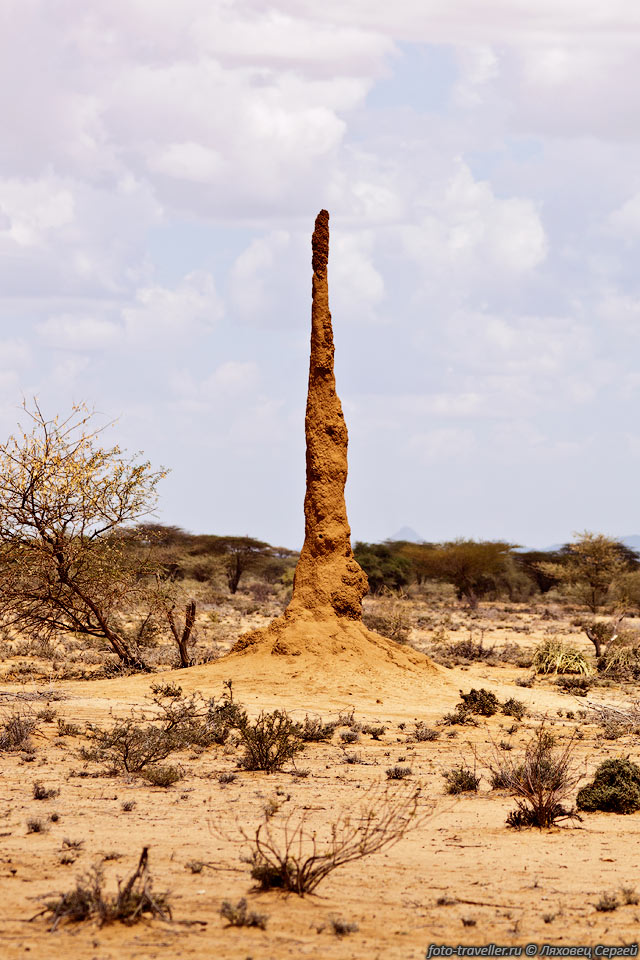 Крупнейший известный термитник достигает высоты в 12,8 м.
Считается, что термитник - одно из крупнейших сооружений, создаваемых наземными 
животными.