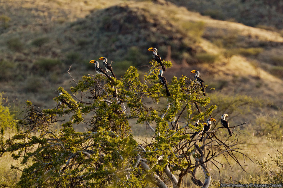 Желтоклювый ток (Tockus flavirostris, Eastern Yellow-billed Hornbill) 
- африканская птица из семейства птиц-носорогов.
Птица узнается по свойственному ей способу полёта - три взмаха крыльями, затем планирующий 
полёт.