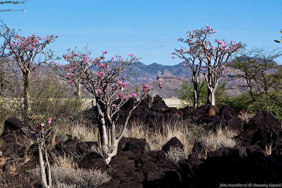 Адениум сомалийский (Adenium somalense). 
Также называется Розой пустыни, Бутылочным деревом.
