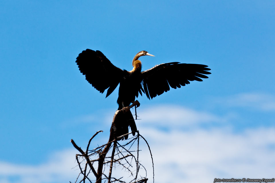 Возле озера Баринго обитает 470 видов птиц