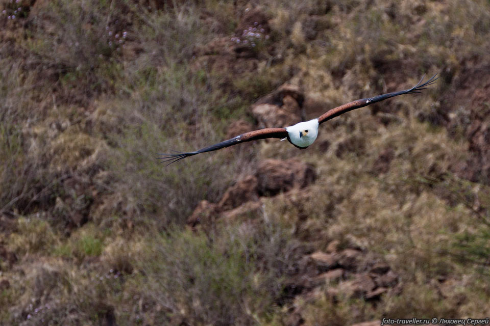 Размах крыльев орлана-крикуна от 175 до 210 см
