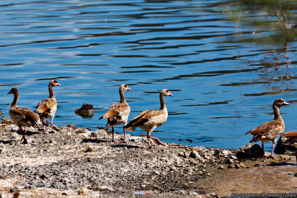 Египетские гуси на озере Богория