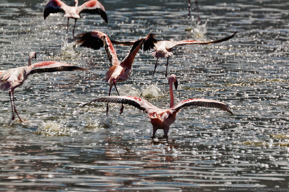 Кроме фламинго на озере Богория особо ничего интересного нет, 
разве что горячие источники (гейзеры), 
которые во время нашего посещения были подтоплены водой и особого интереса не представляли.
Вообще горячих источников вокруг озера много - около 200 шт.