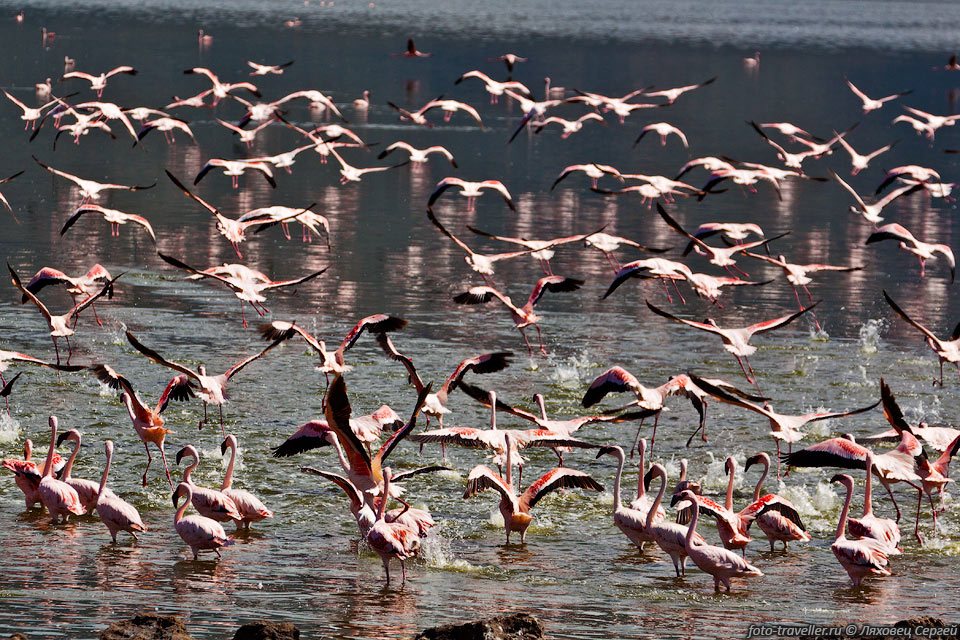 Фламинго довольно шумные птицы - галдеж стоит приличный