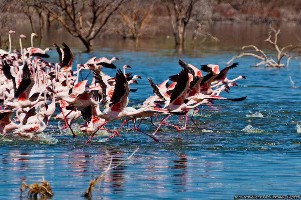 Убегающие фламинго