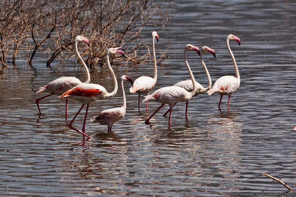 В отличие от большинства других птиц, 
подвижной частью клюва у фламинго является не нижняя, а верхняя часть
