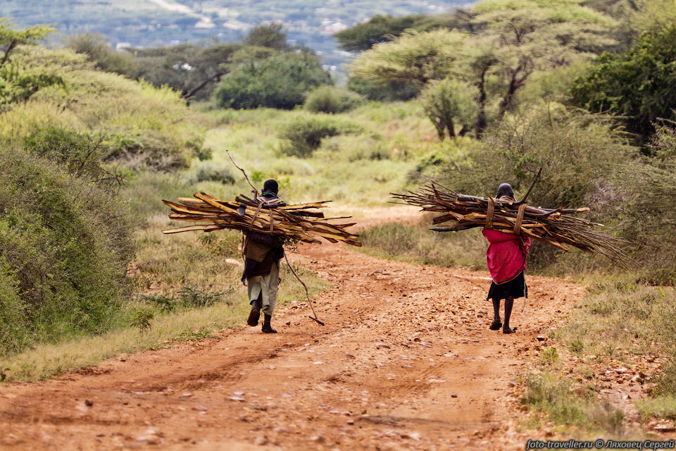Женщины самбуру несут дрова в поселок