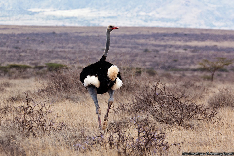 В случае опасности страусы могут развить скорость до 60-70 км/ч
