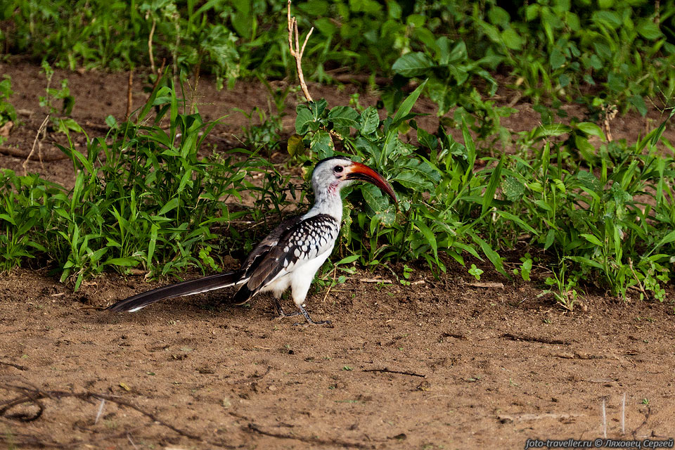 Красноклювая токи (Tockus erythrorhynchus, Red-billed Hornbill) 
относится к птицам-носорогам