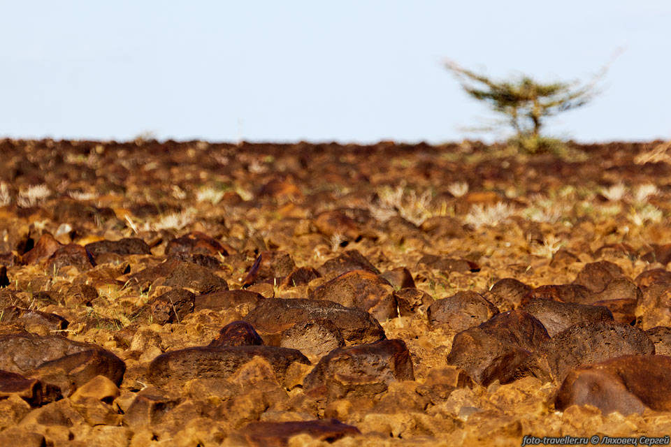 Пустыня Чалби (Chalbi Desert).
Лавовые поля, одинокие деревца, постоянный стук камней о днище машины.
