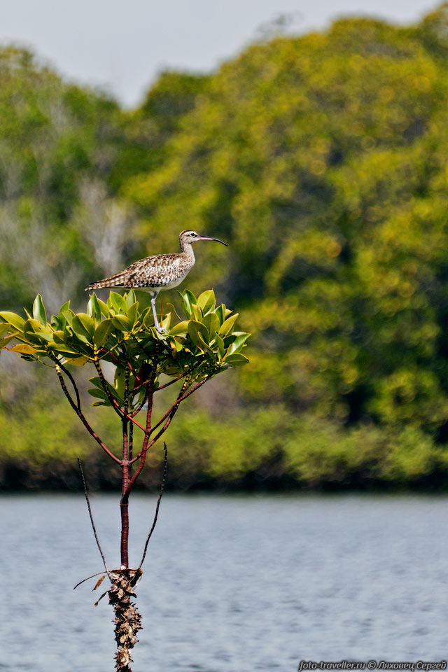  Средний кроншнеп (Numenius phaeopus, Wimbrels) сидит на 
мангровом дереве