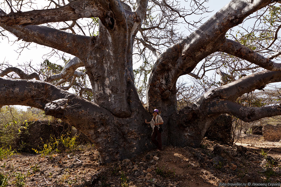 Большой баобаб.
Адансония пальчатая (Adansonia digitata, Baobab).