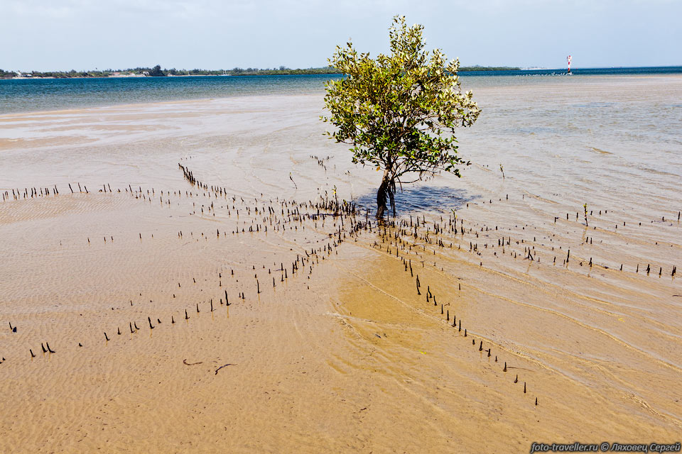 Авиценния морская (Avicennia marina) - один из видов мангровых 
деревьев.
Имеет воздушные корни, позволяющие поглощать дополнительный кислород из окружающей 
среды и 
позволяющие укреплять дерево во время приливов.
Растение может выделять излишки солей через поры на нижней стороне листьев.