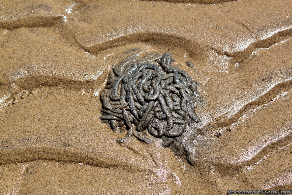 Какашки морского червяка.
Сам он там под песком прячется.