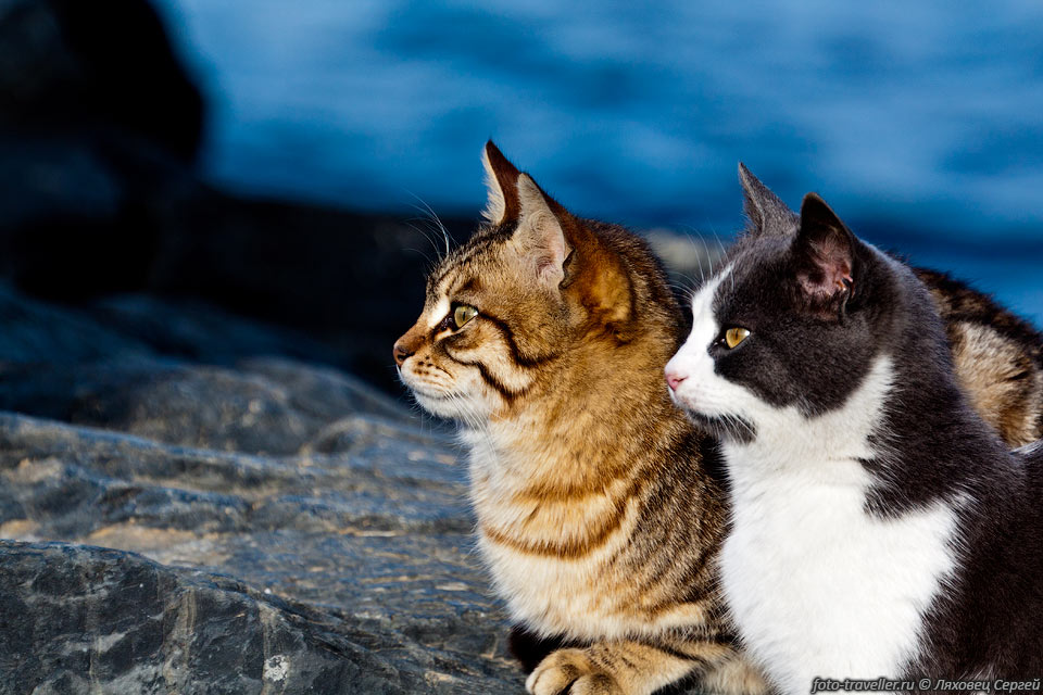 На набережной Стамбула гуляет много полудиких кошек