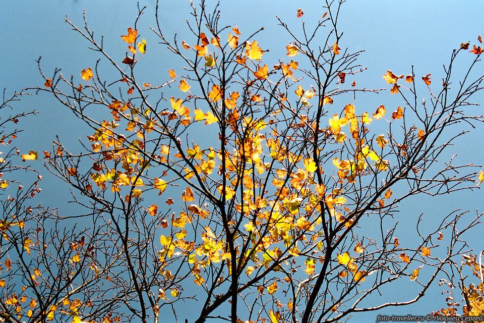 Последние желтые листья осени