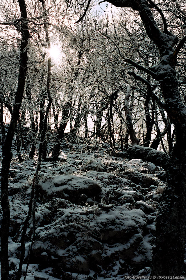 Зимний лес на Ай-Петри