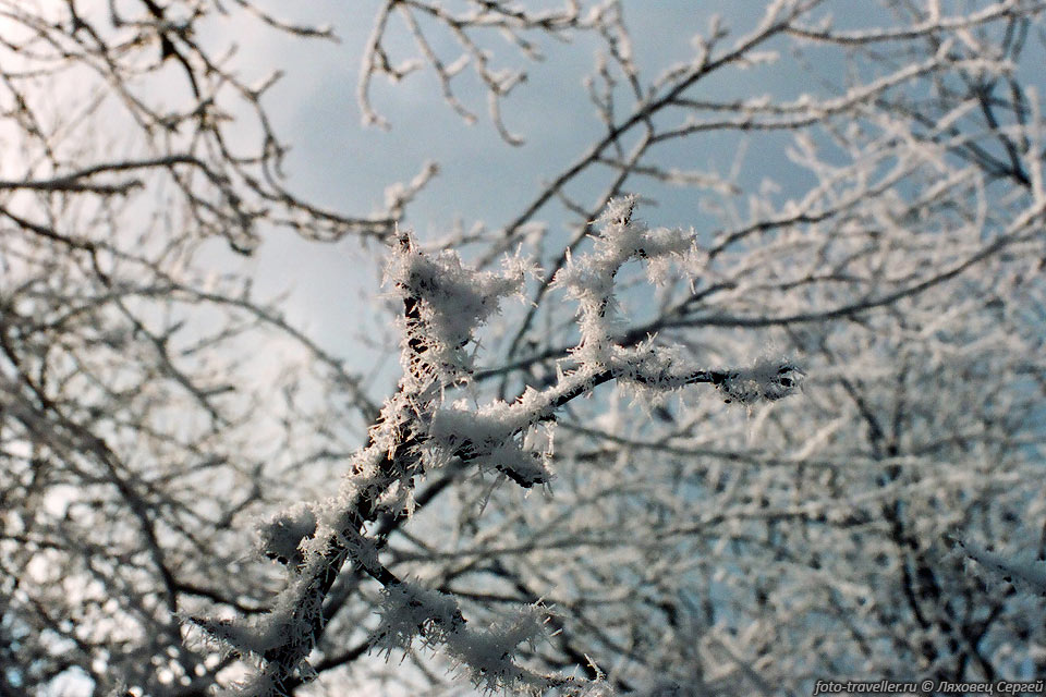 Кристаллы льда на дереве