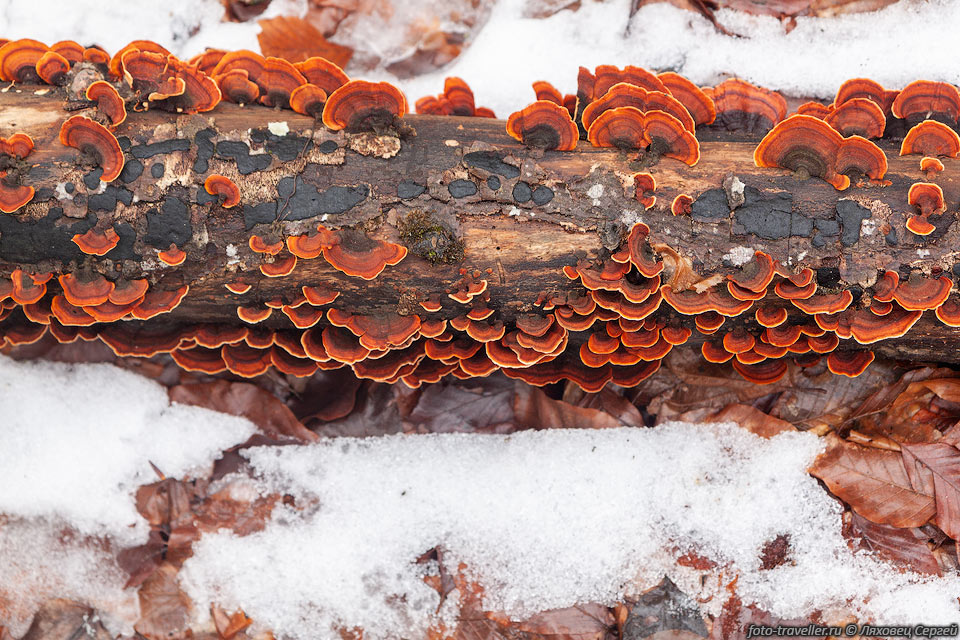 Красные древесные грибы