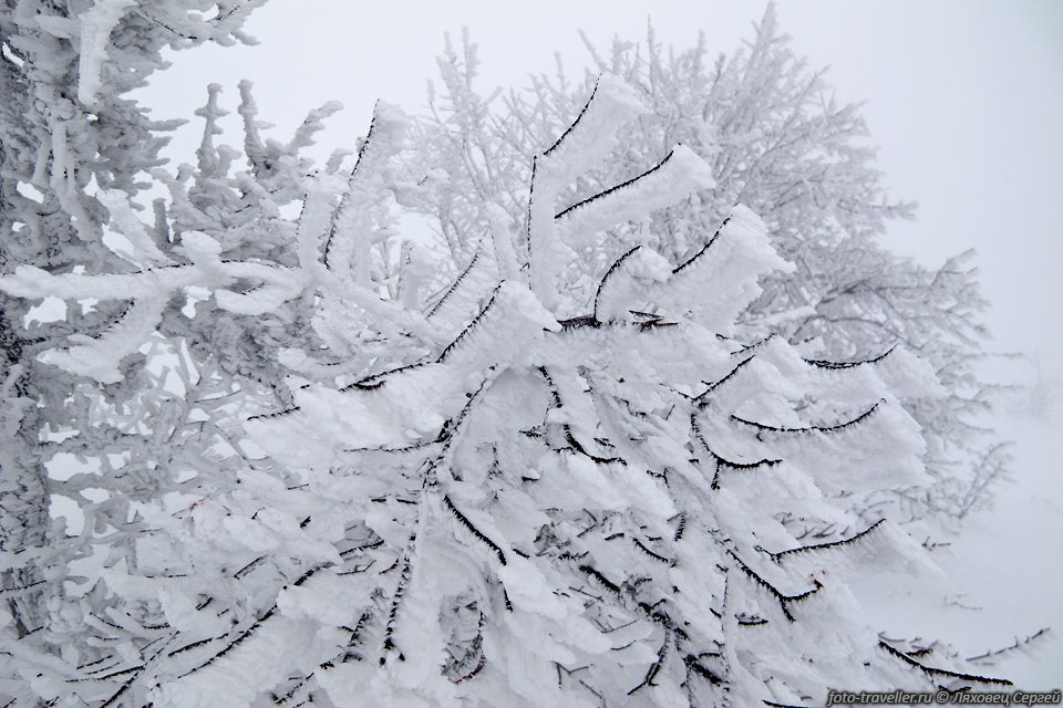 Снежные надувы на дереве
