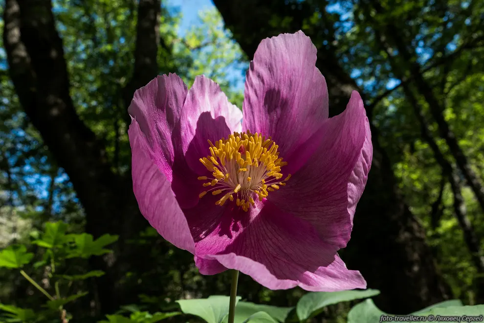 Пион крымский (Paeonia daurica) - распространён на полуострове
Крым и в Краснодарском крае