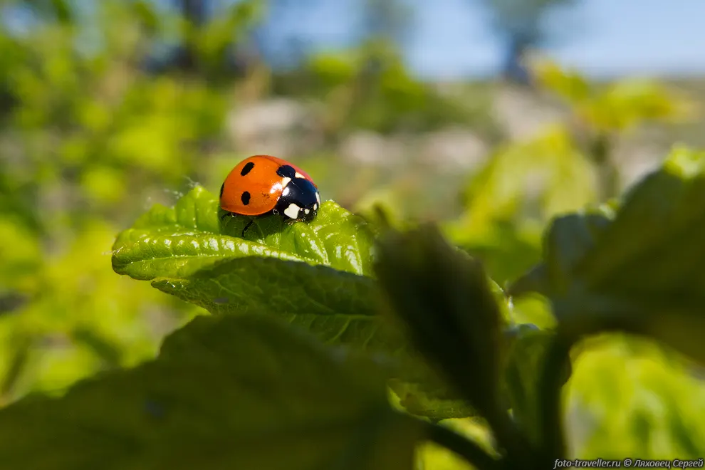 Божья коровка (Coccinellidae)