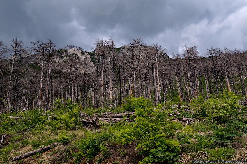 Сгоревший лес в Ялтинском заповеднике