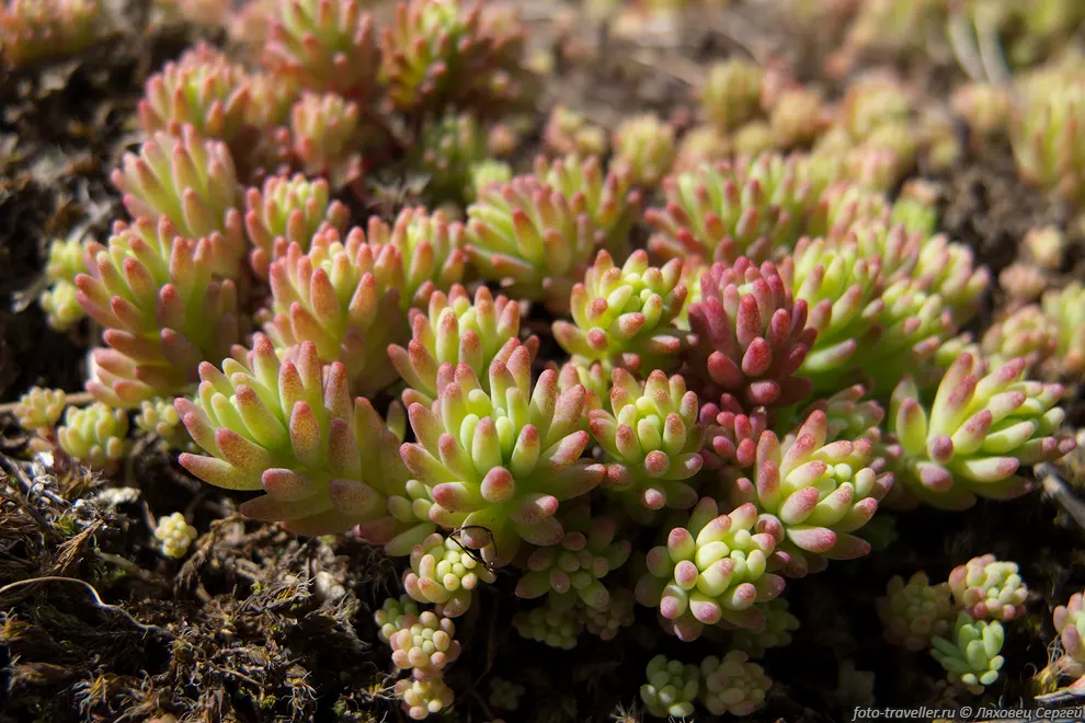 Очиток испанский (Sedum hispanicum).
Многолетнее, неприхотливое растение высотой не более 
10см.
Растет на сухих, каменистых склонах, преимущественно в средней части гор.