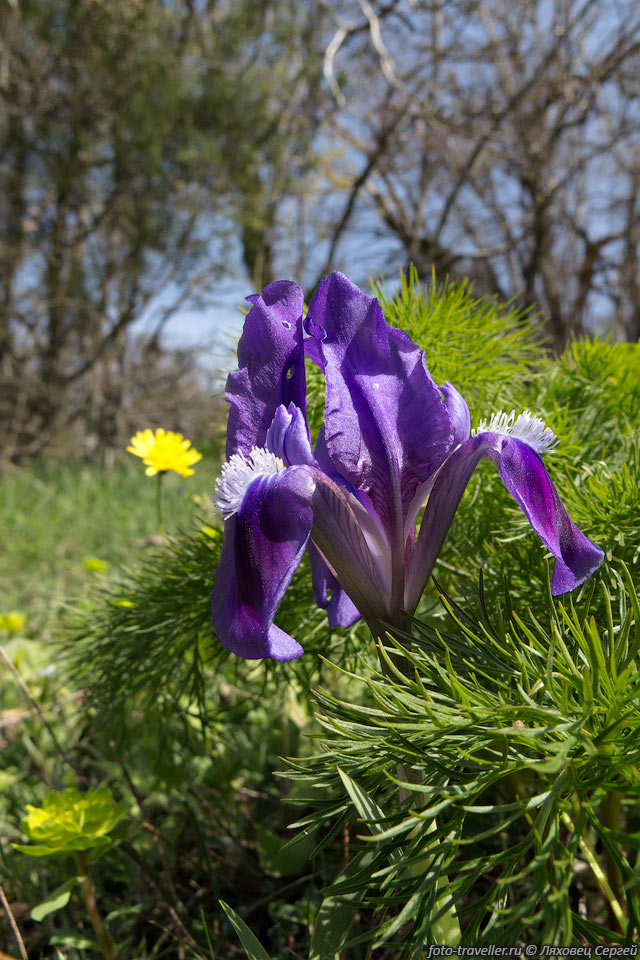 Ирис карликовый (Iris pumila) - многолетнее низкорослое 
растение