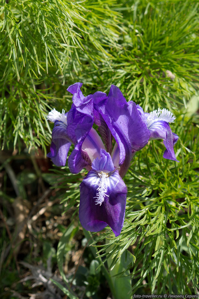 Название виду дал сам Гиппократ, 
"iris" в переводе с древнегреческого означает радуга