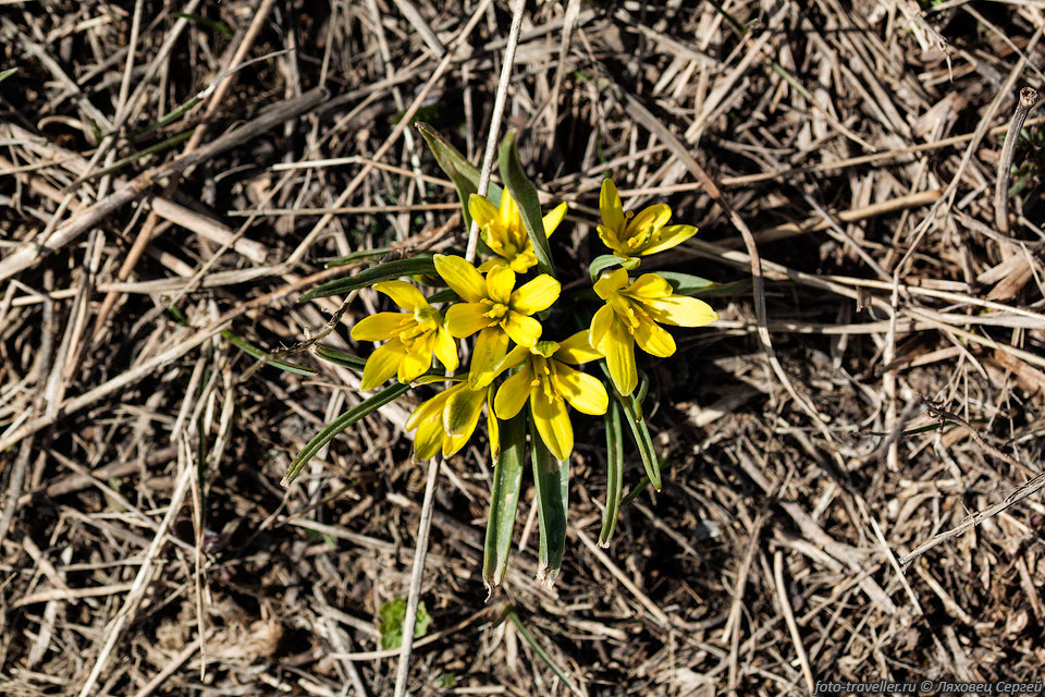Желтые крымские цветы
