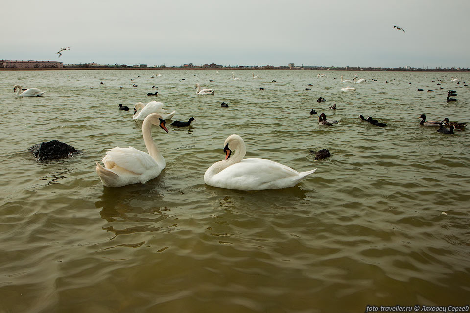 Лебеди в озере Сасык-Сиваш