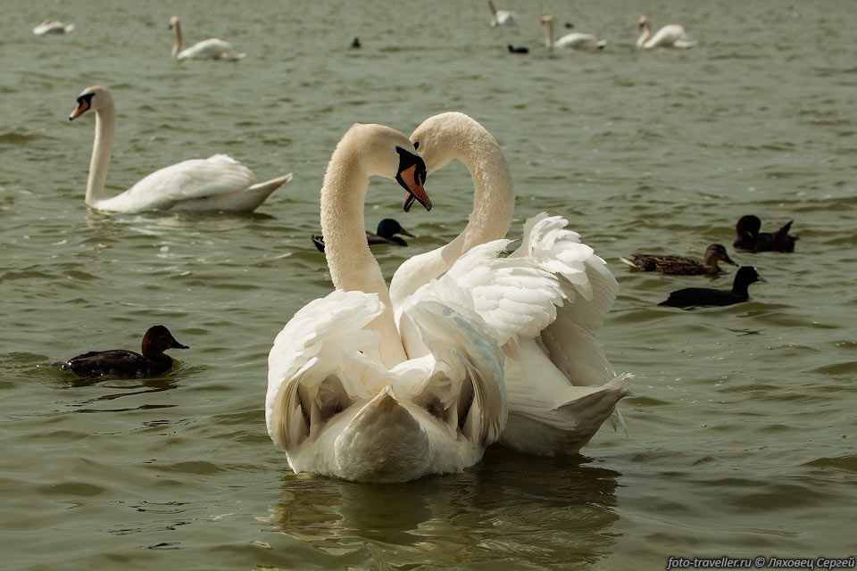 Лебеди на озере Сасык