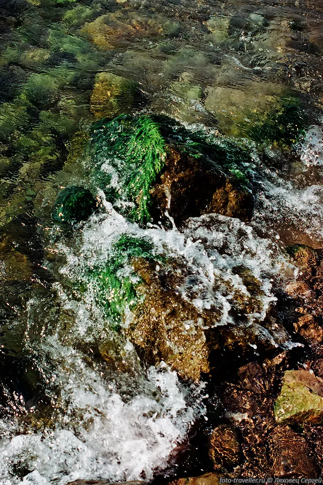 Водоросли на камнях